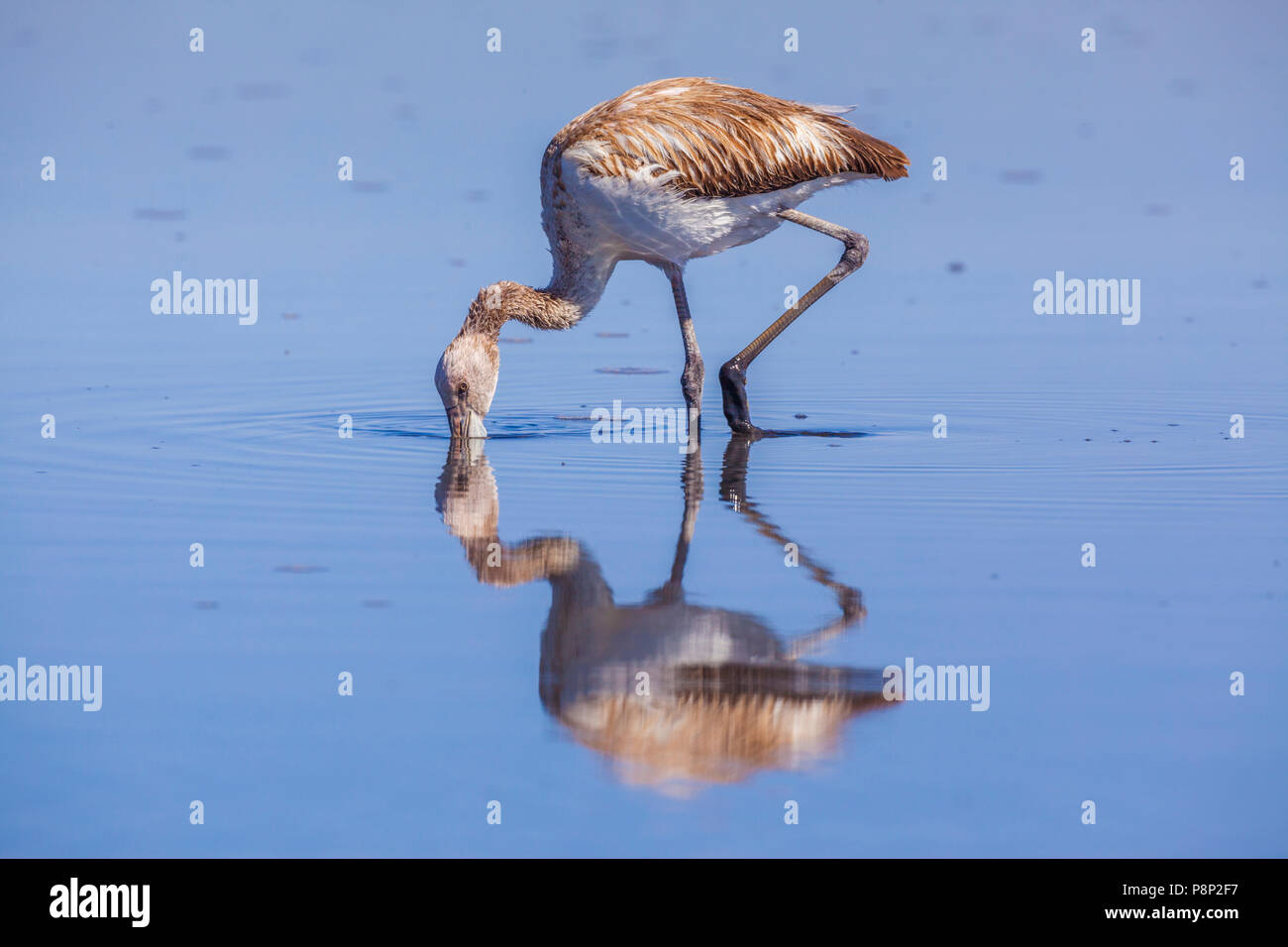 Andean Flamingo (Phoenicoparrus andinus) juvenile foraging in salt lake Stock Photo
