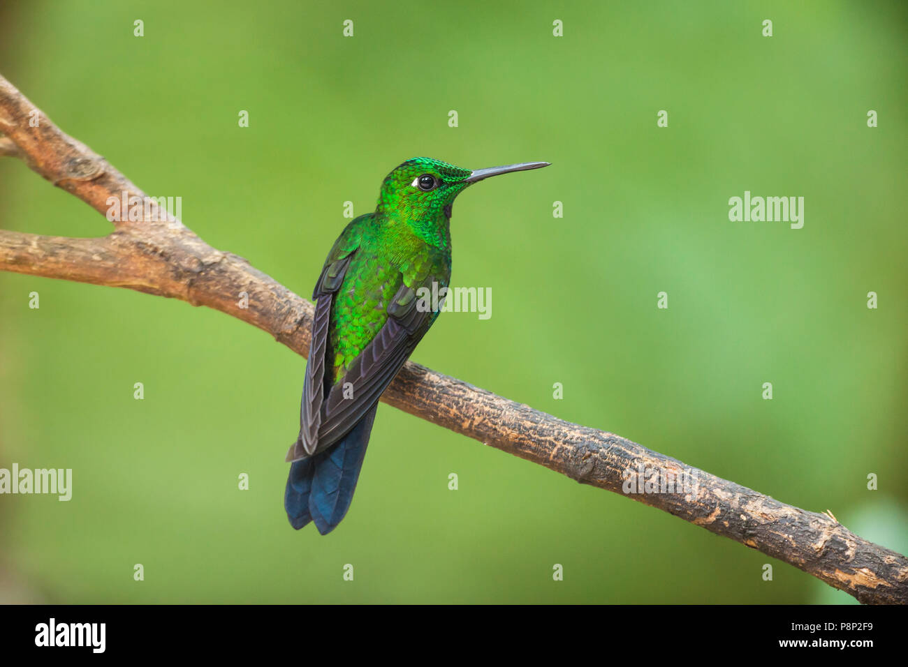 Green-crowned Brilliant (Heliodoxa jacula) male sitting on branch Stock Photo
