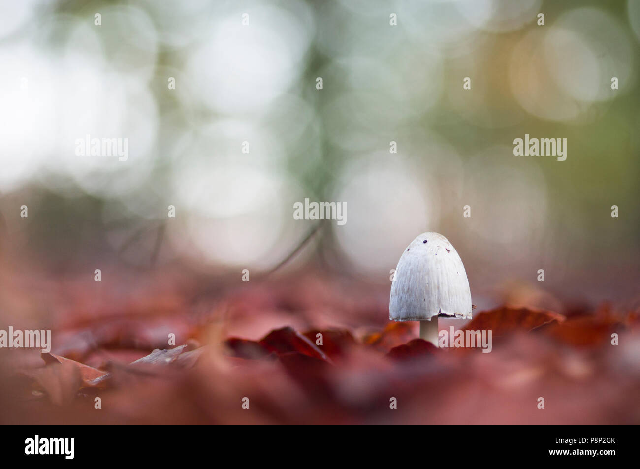Young Smooth Ink Cap near a forest path. Stock Photo