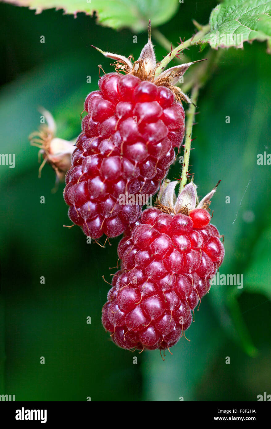 Tayberry in the photographers garden Stock Photo