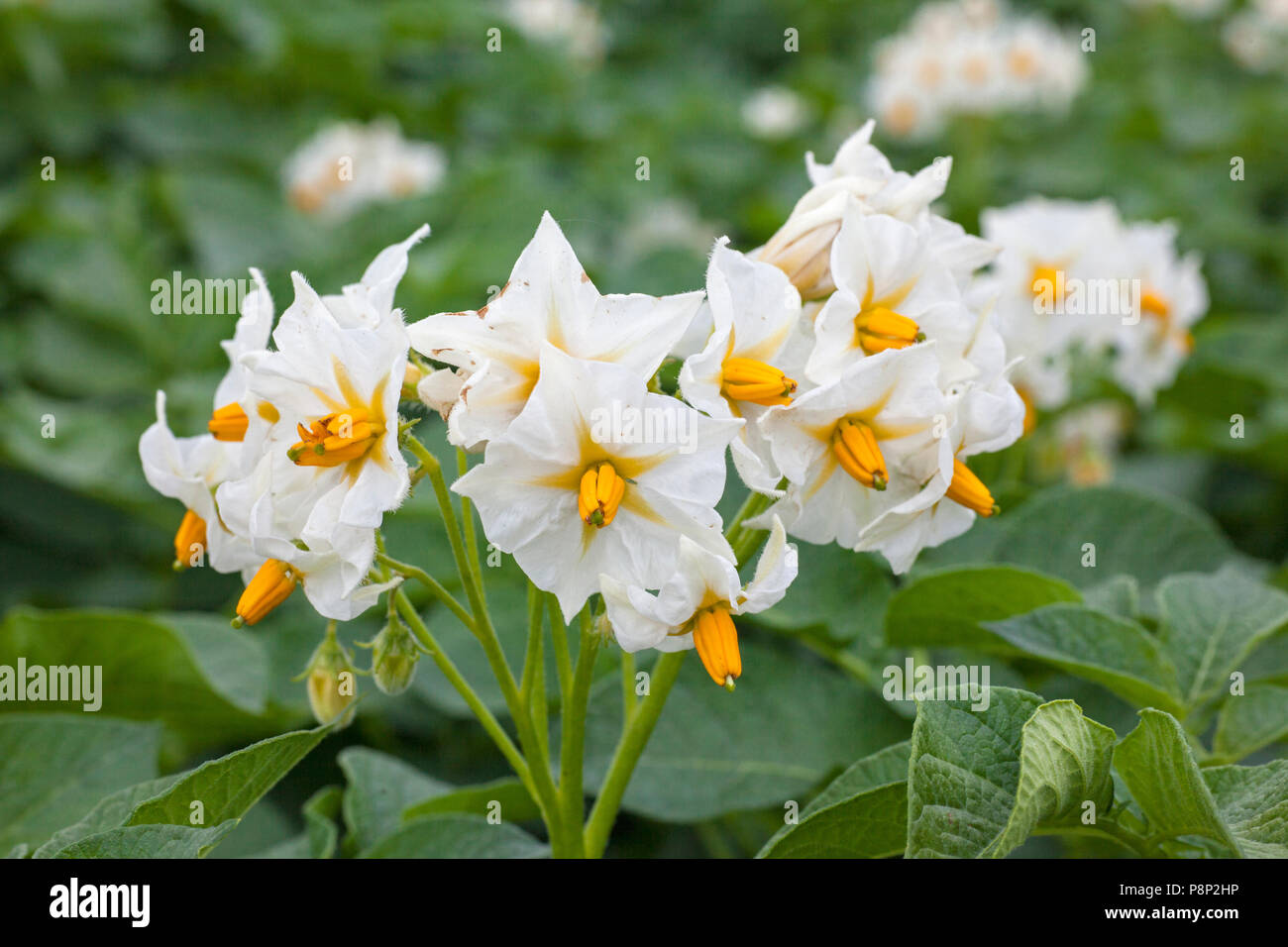 flowering potato plant Stock Photo Alamy