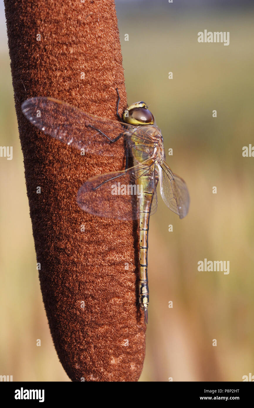 close-up of side view of female Vagrant Emperor Stock Photo