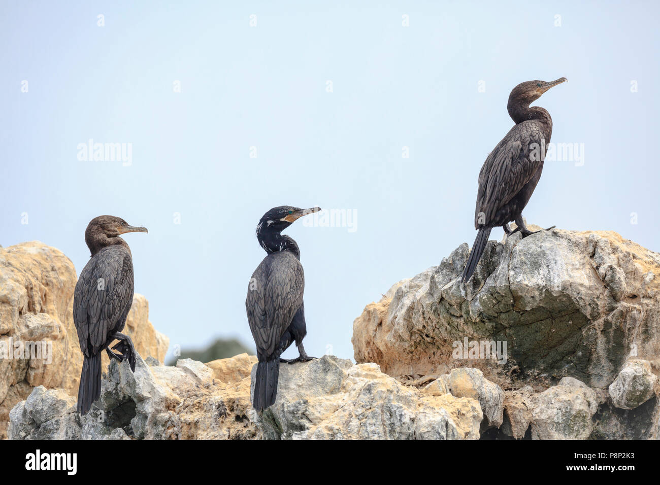 Three Neotropic Cormorants (Phalacrocorax brasilianus) standing on a cliff Stock Photo