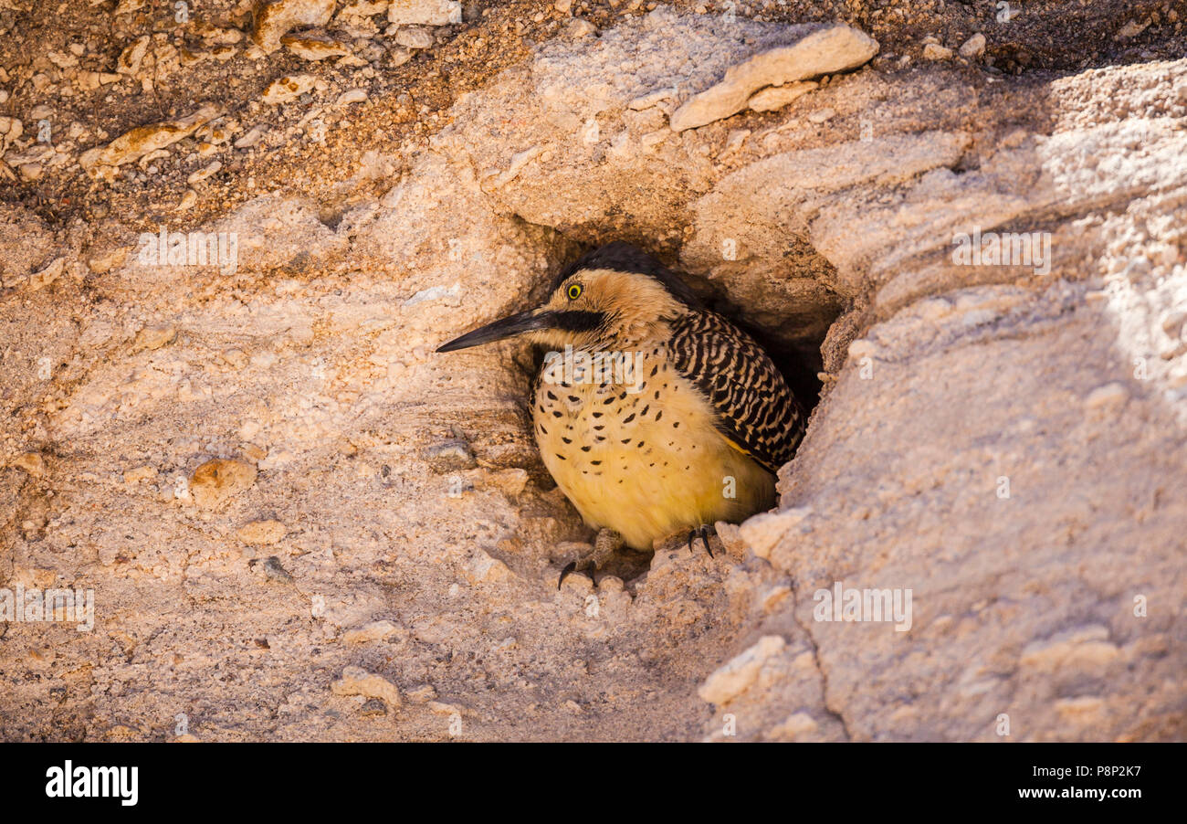 Andean Flicker (Colaptes rupicola) at nest burrow in cliff Stock Photo