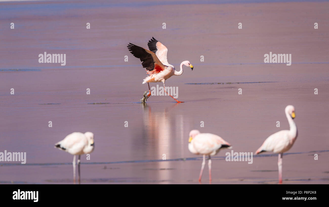 James's Flamingo (Phoenicoparrus james) landing in half frozen saltlake Stock Photo