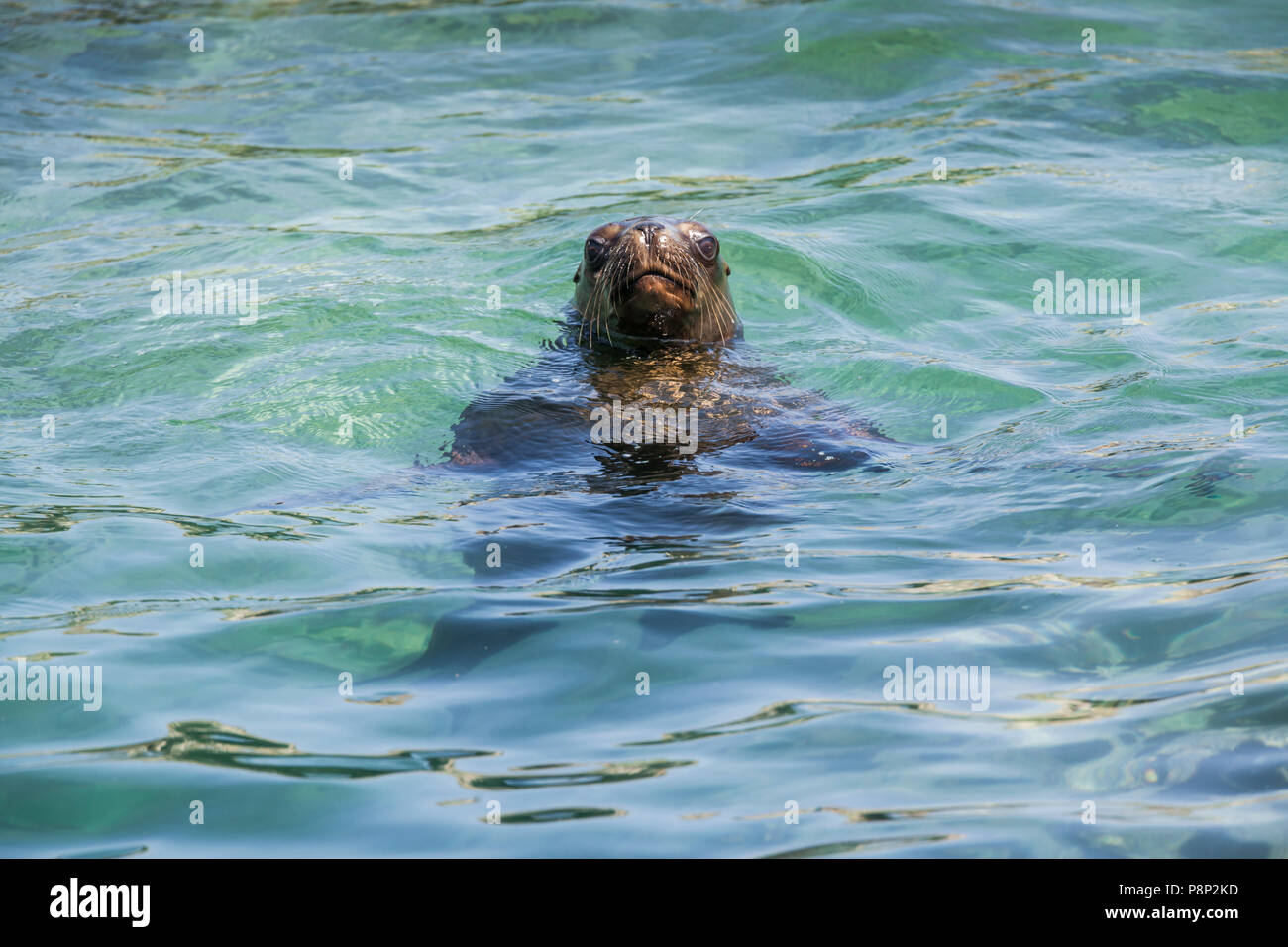 Curious Fur Seal (Arctocephalus australis) in the sea Stock Photo