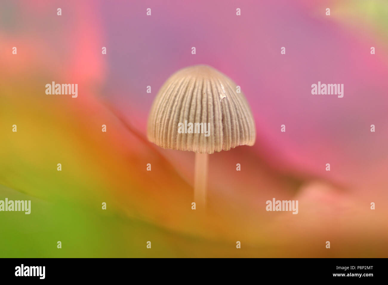 Little japanese umbrella with dreamy background by multicoloured leaves