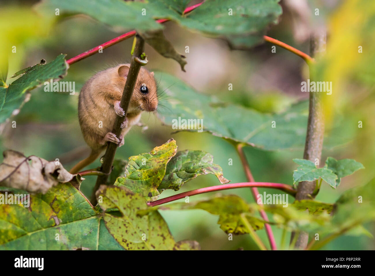 common dormouse on a branch Stock Photo