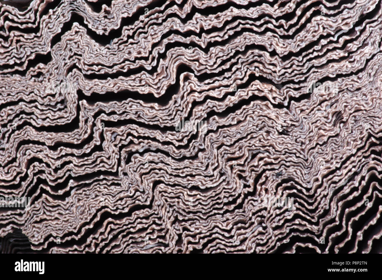 Pattern of lamellae of Shaggy mane Stock Photo