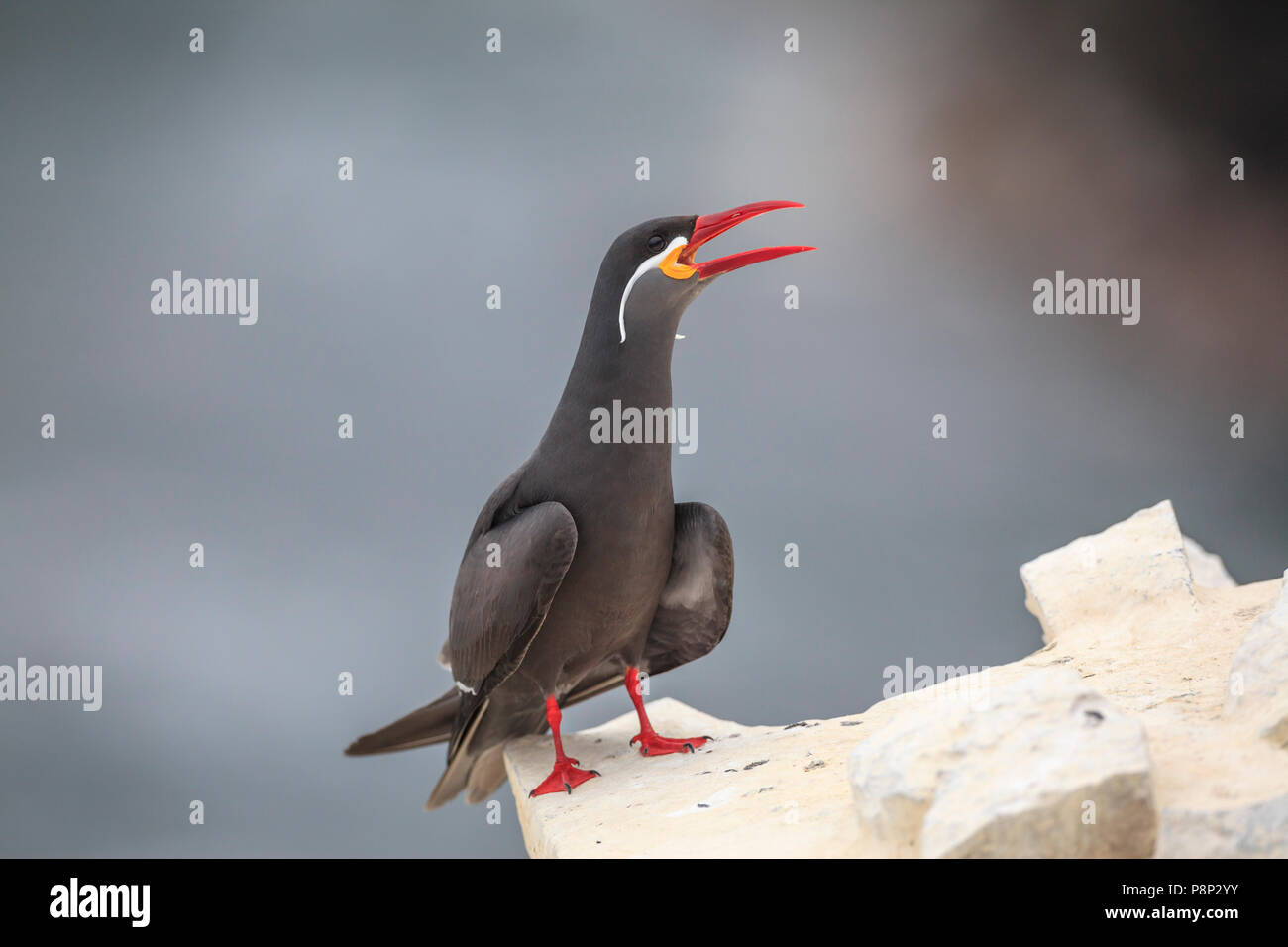 Inca Tern (Larosterna inca) calling on cliff Stock Photo