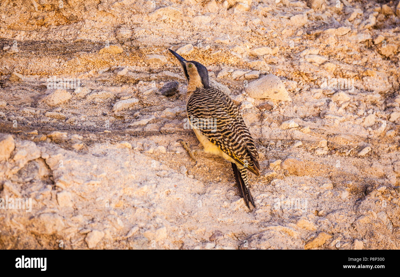 Andean Flicker (Colaptes rupicola) perched against cliff Stock Photo