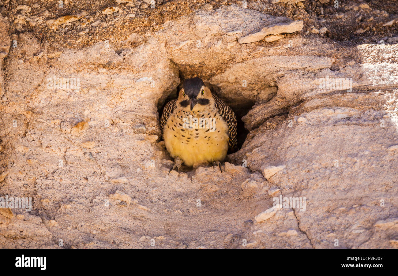 Andean Flicker (Colaptes rupicola) at nest burrow in cliff Stock Photo