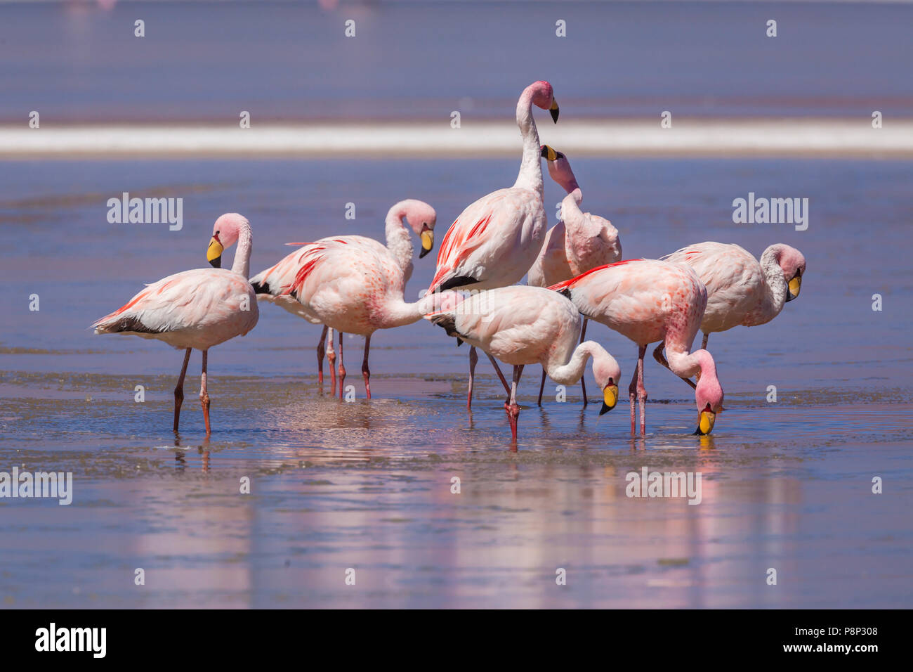 Group of James's Flamingo's (Phoenicoparrus jamesi) standing in half frozen saltlake Stock Photo