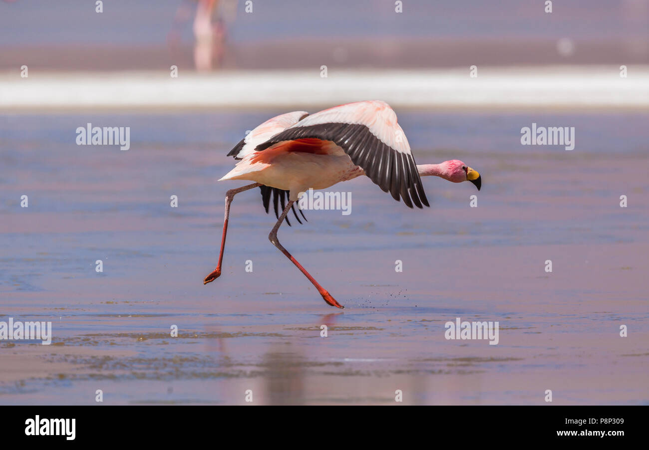 James's Flamingo (Phoenicoparrus jamesi) taking off Stock Photo