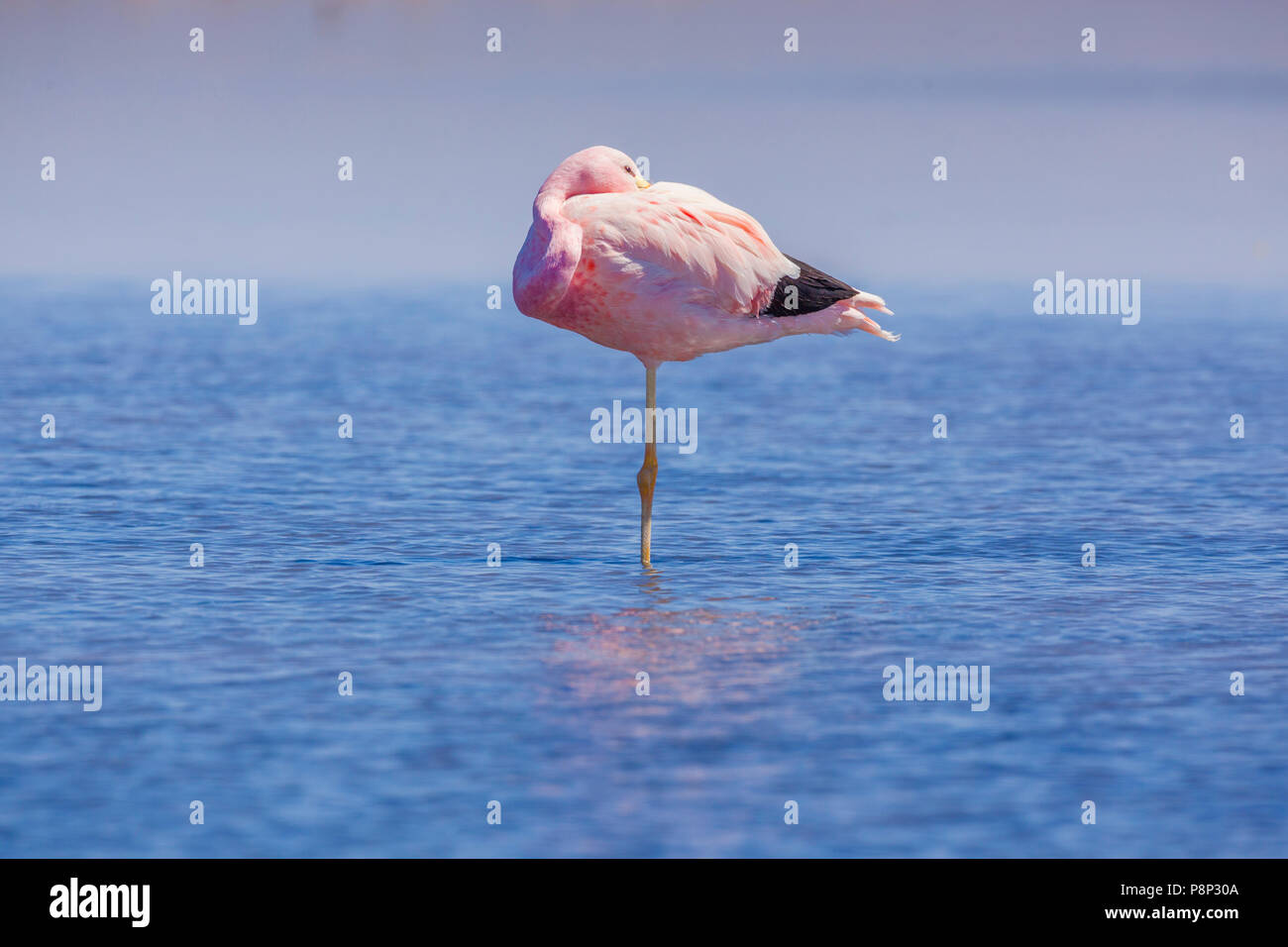 Andean Flamingo (Phoenicoparrus andinus) resting in salt lake Stock Photo