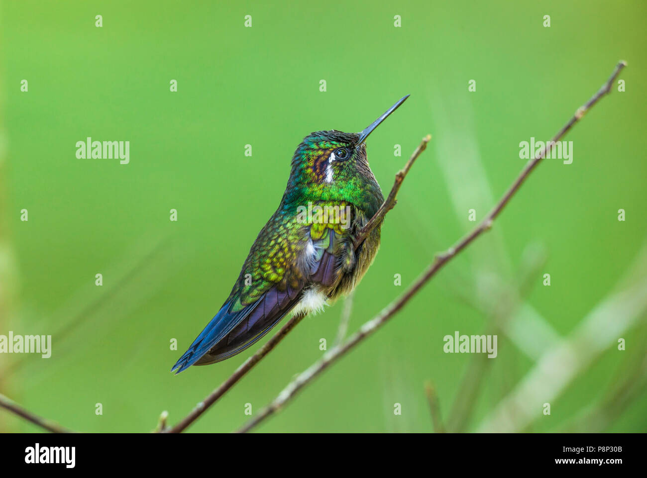 Purple-throated mountaingem (Lampornis calolaemus) perched on a branch Stock Photo