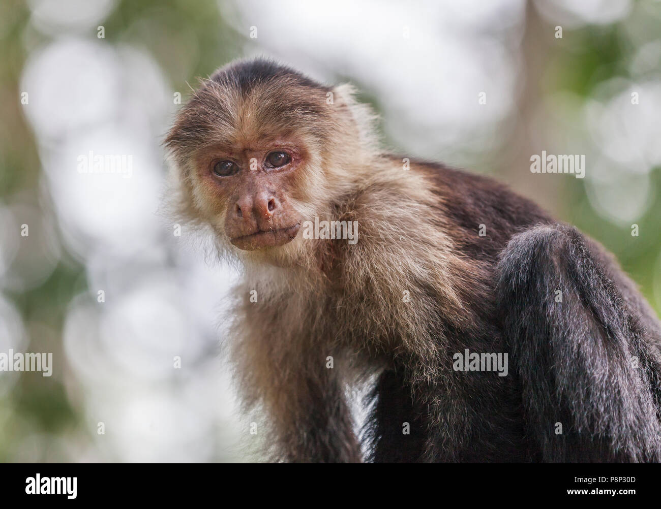 Portrait of a White faced Capuchin monkey (Cebus capucinus) Stock Photo