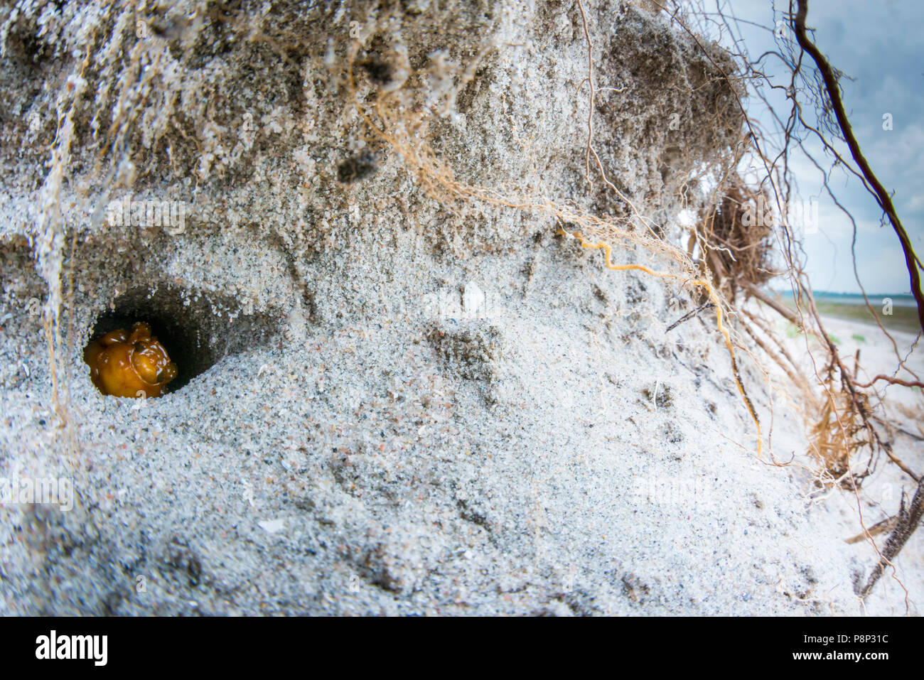 pine chafer larvae in an eroding sanddune Stock Photo