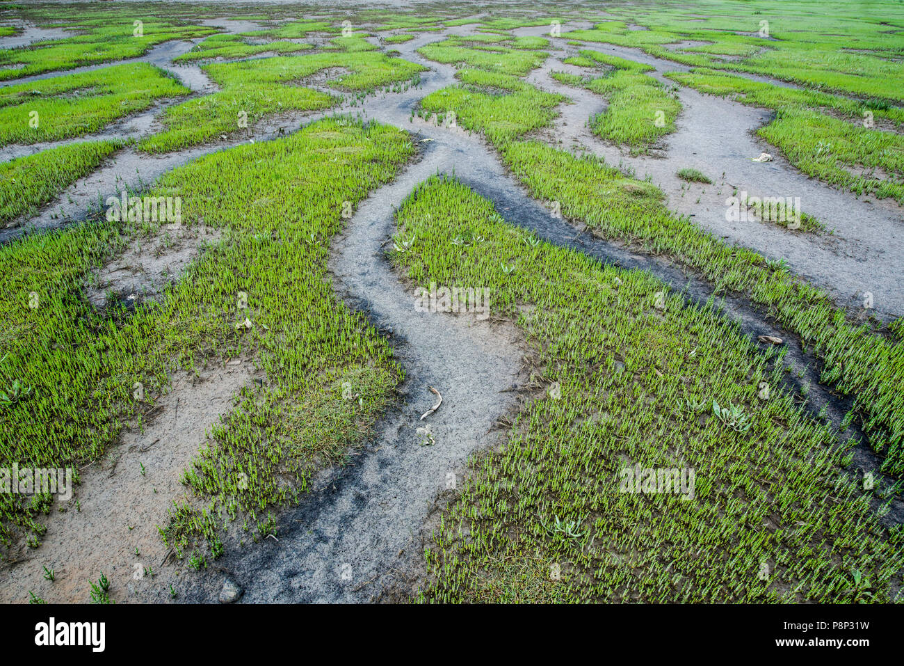 Tidal landscape at the Slikken van Voorne naturereserve in the Rhine estuary Stock Photo