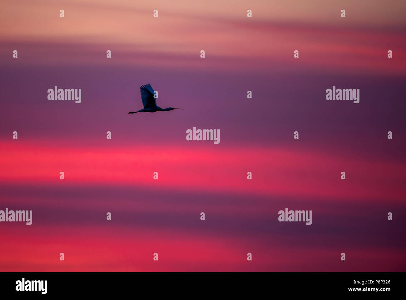 spoonbills in flight at sunset Stock Photo