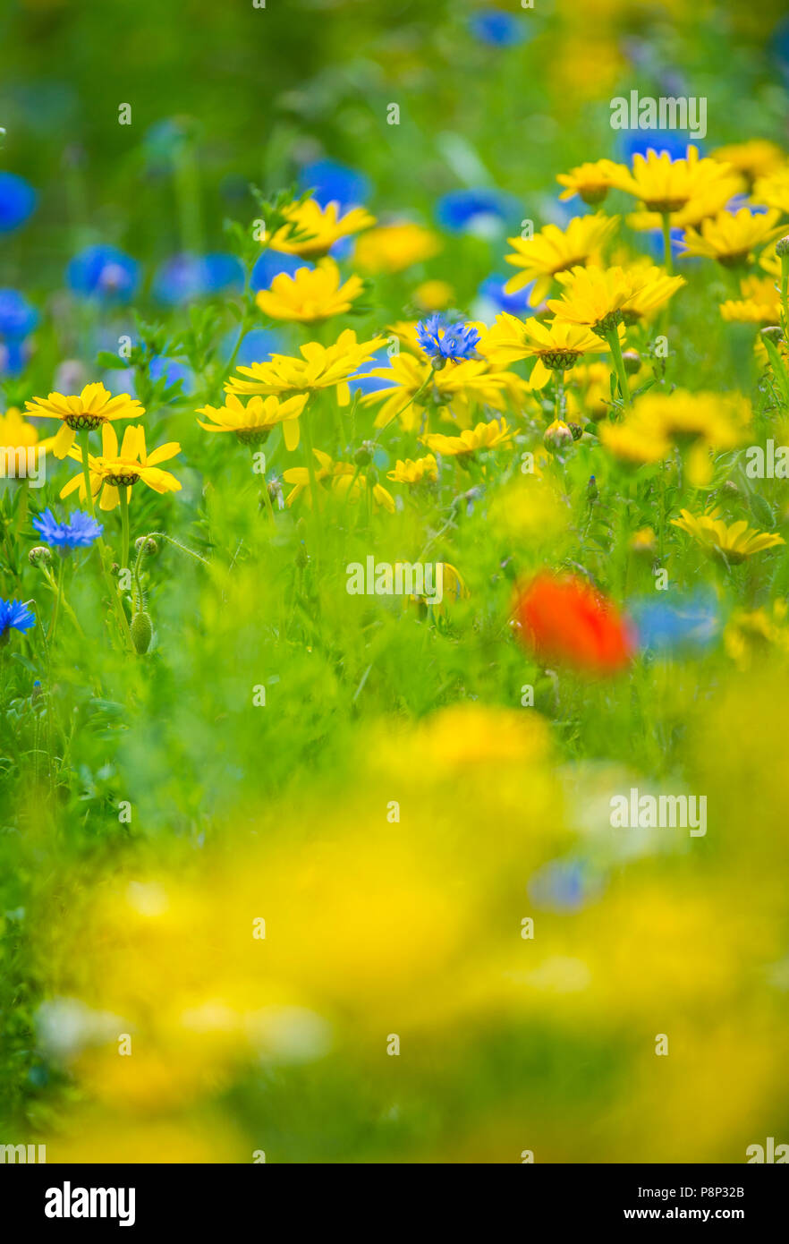 flowers in a field margin in an Agricultural field in the Netherlands Stock Photo