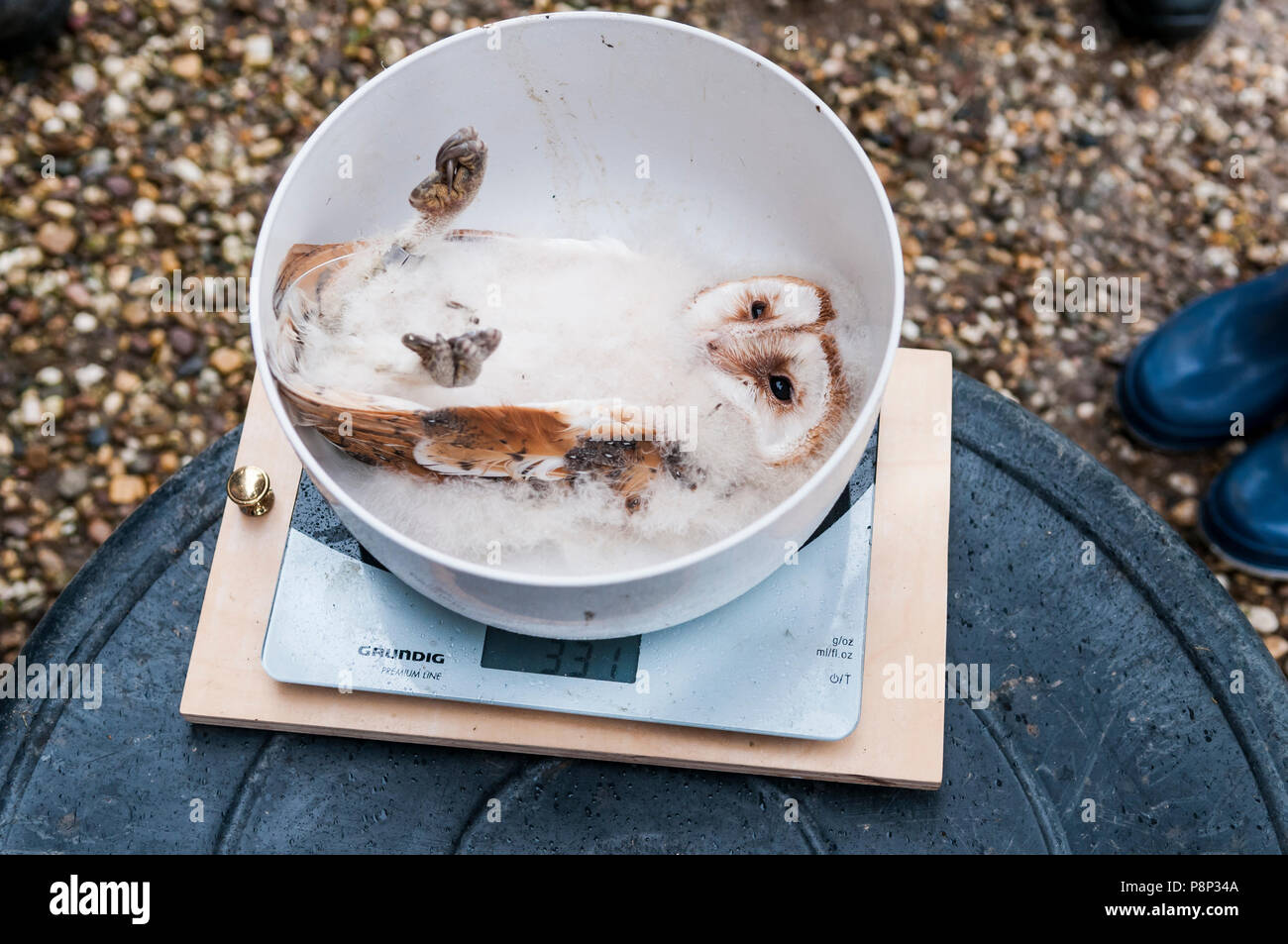 Barn owl is weighed and ringed for research. Stock Photo