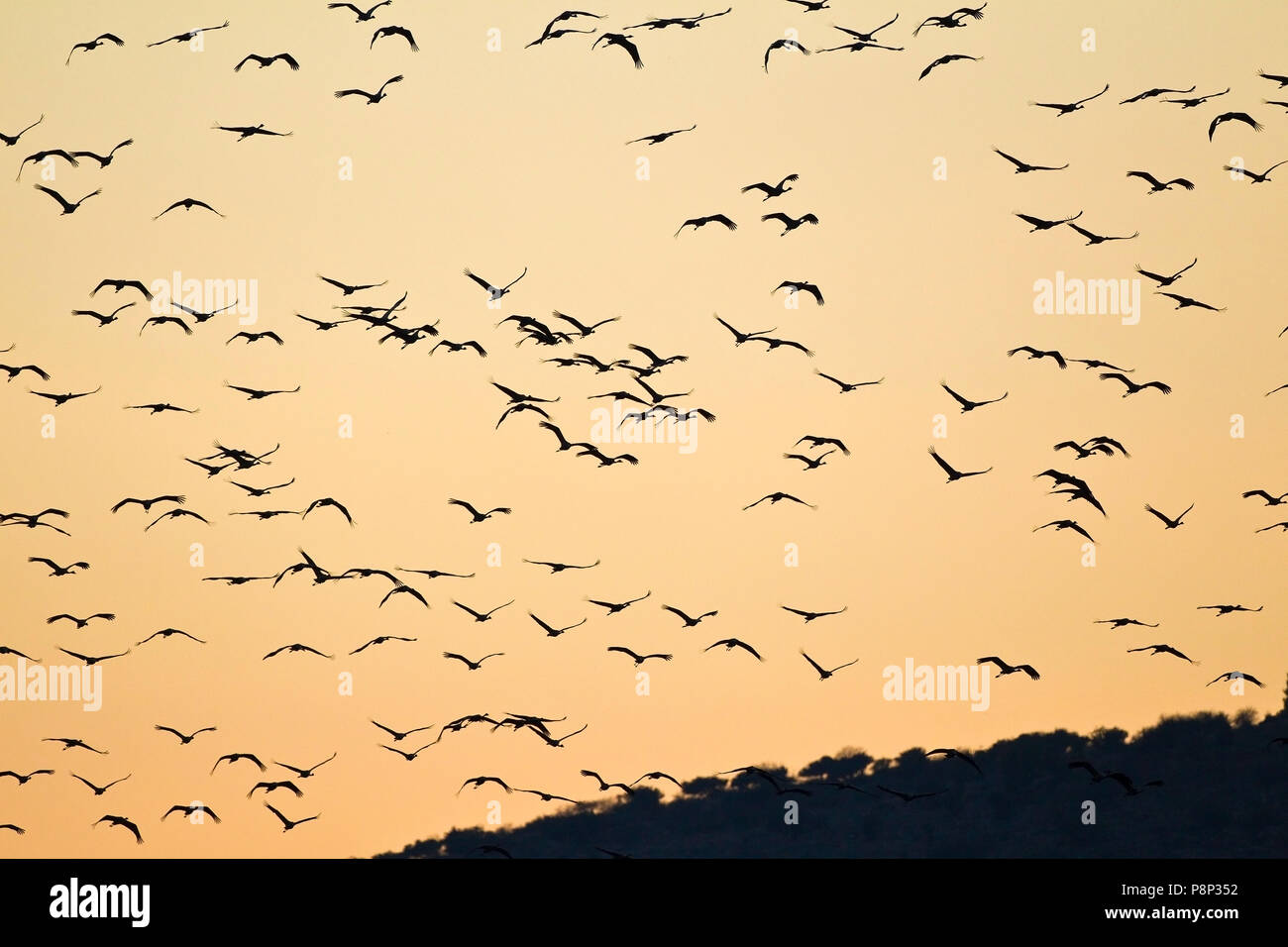 flying Common Cranes at sunset  above Hula Valley Stock Photo