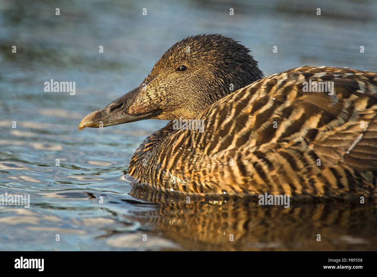 Headshot Female Common Eider Stock Photo Alamy