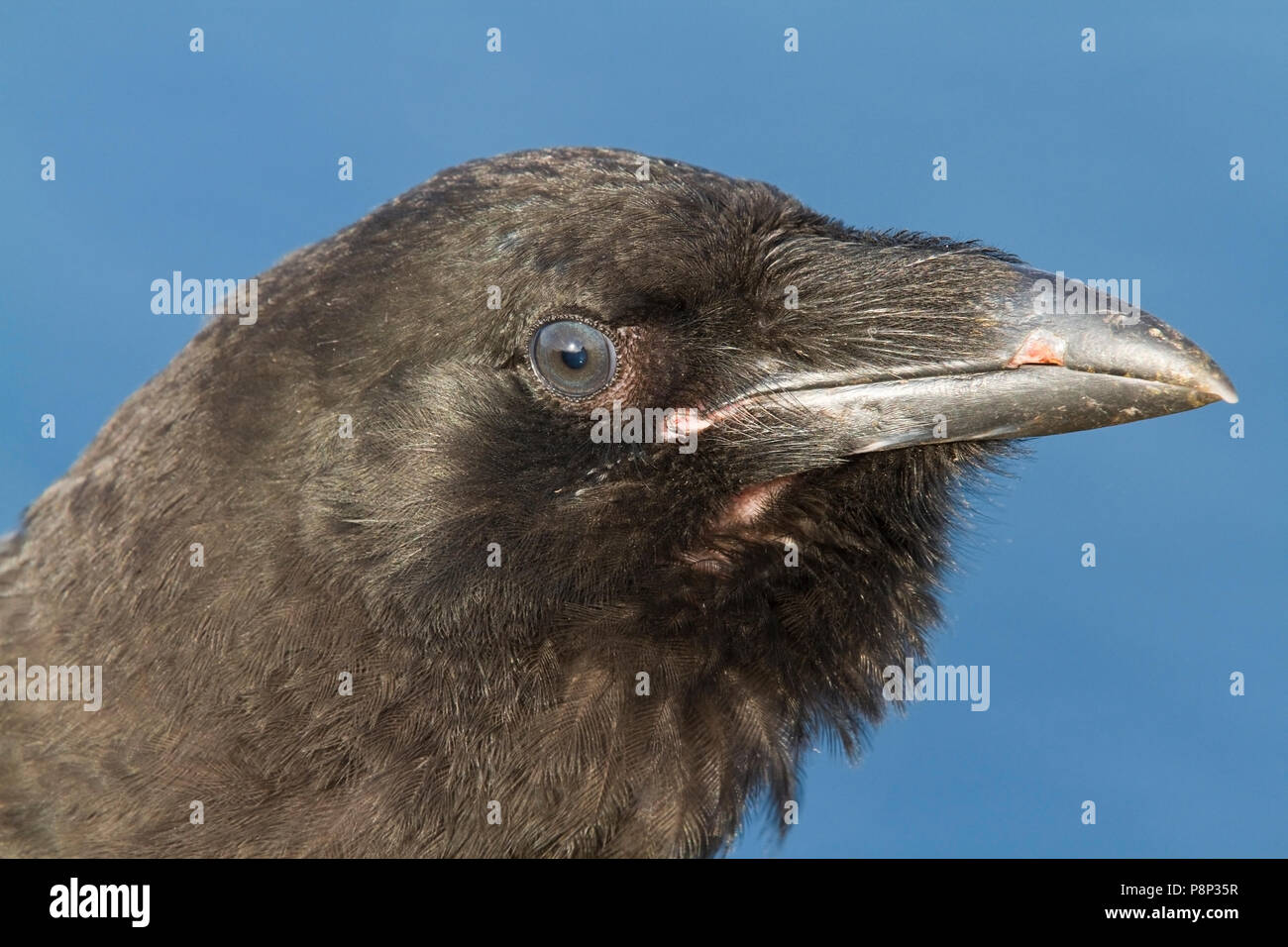 Headshot Common Raven Stock Photo