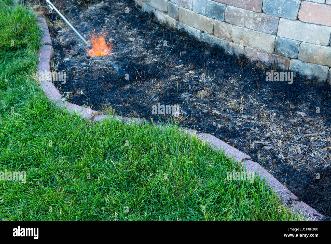Gardener using a torch to burn unwanted grass and weeds in a flowerbed alongside a wall before mulching and planting in spring Stock Photo