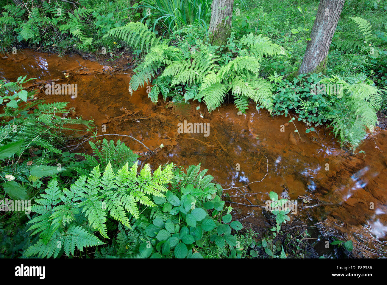 swamp in Buitengoor-Meergoor Stock Photo