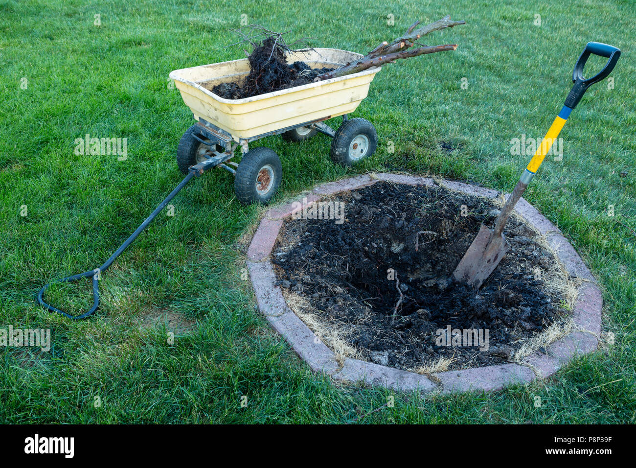 Digging up and removing a dead tree from a circular flowerbed with a small wheelbarrow in a garden Stock Photo
