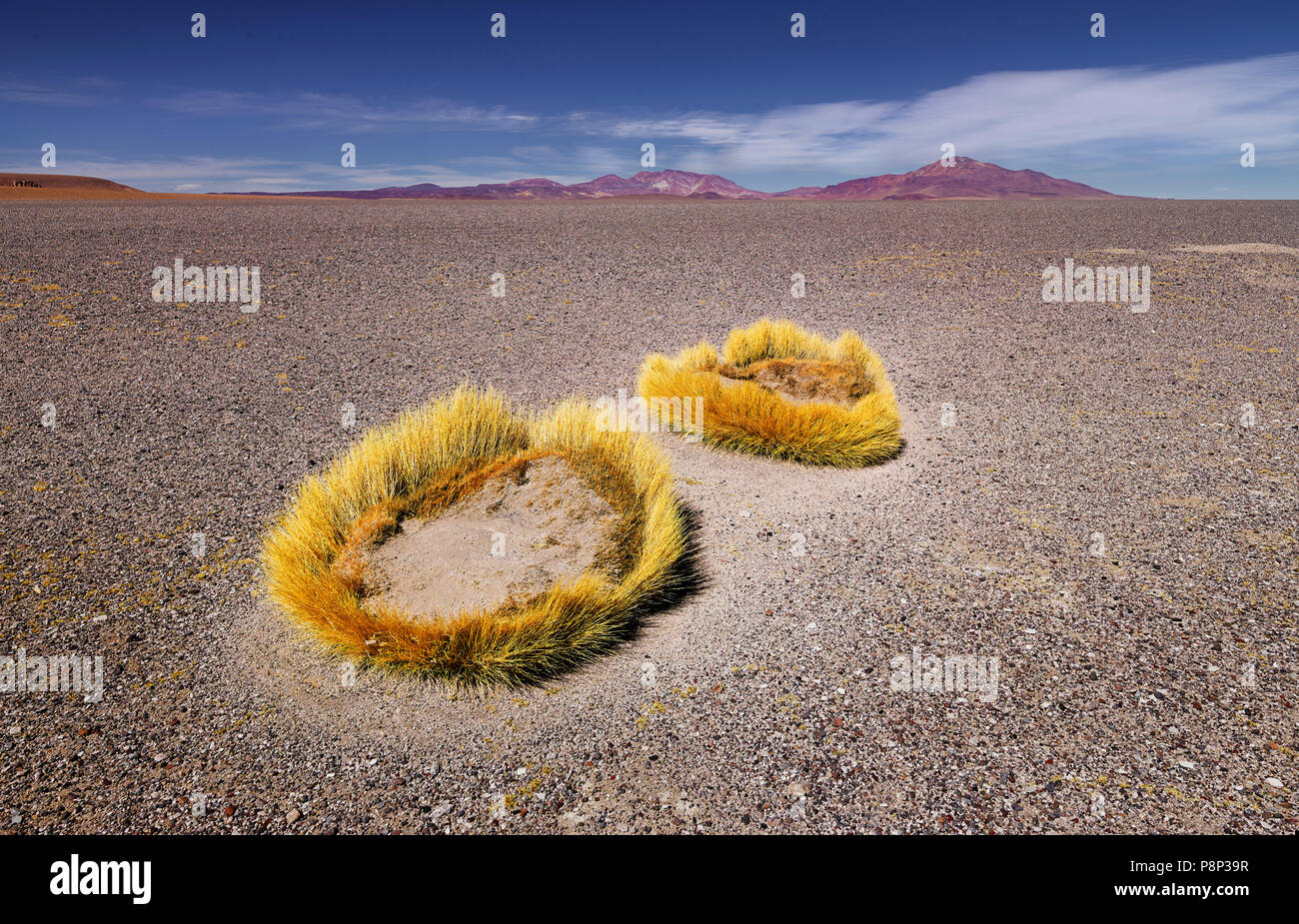 Puna Grass on plain with volcanic ash and debris Stock Photo