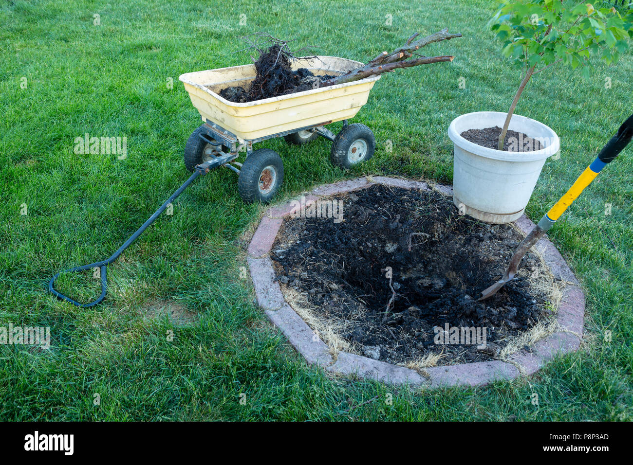 Backyard maintenance removing dead plants with a small tree dug up from a round flowerbed in grass and loaded onto a wheelbarrow ready to plant a new  Stock Photo