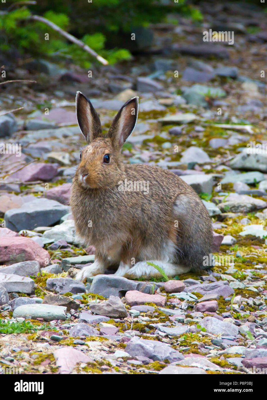 Snowshoe hare with summer coat, resting on rocky soil Stock Photo Alamy