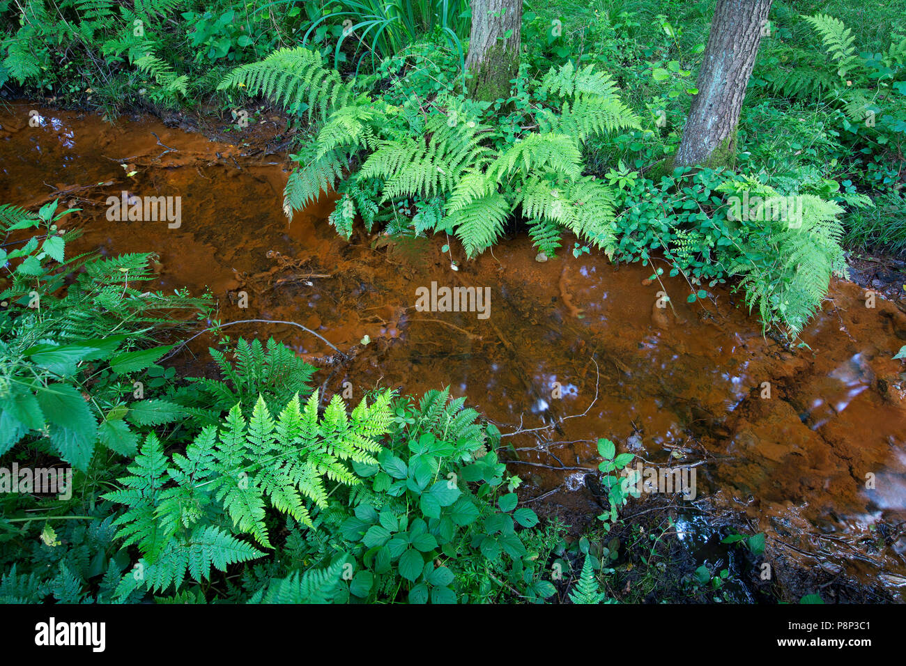 swampforest in Buitengoor-Meergoor Stock Photo