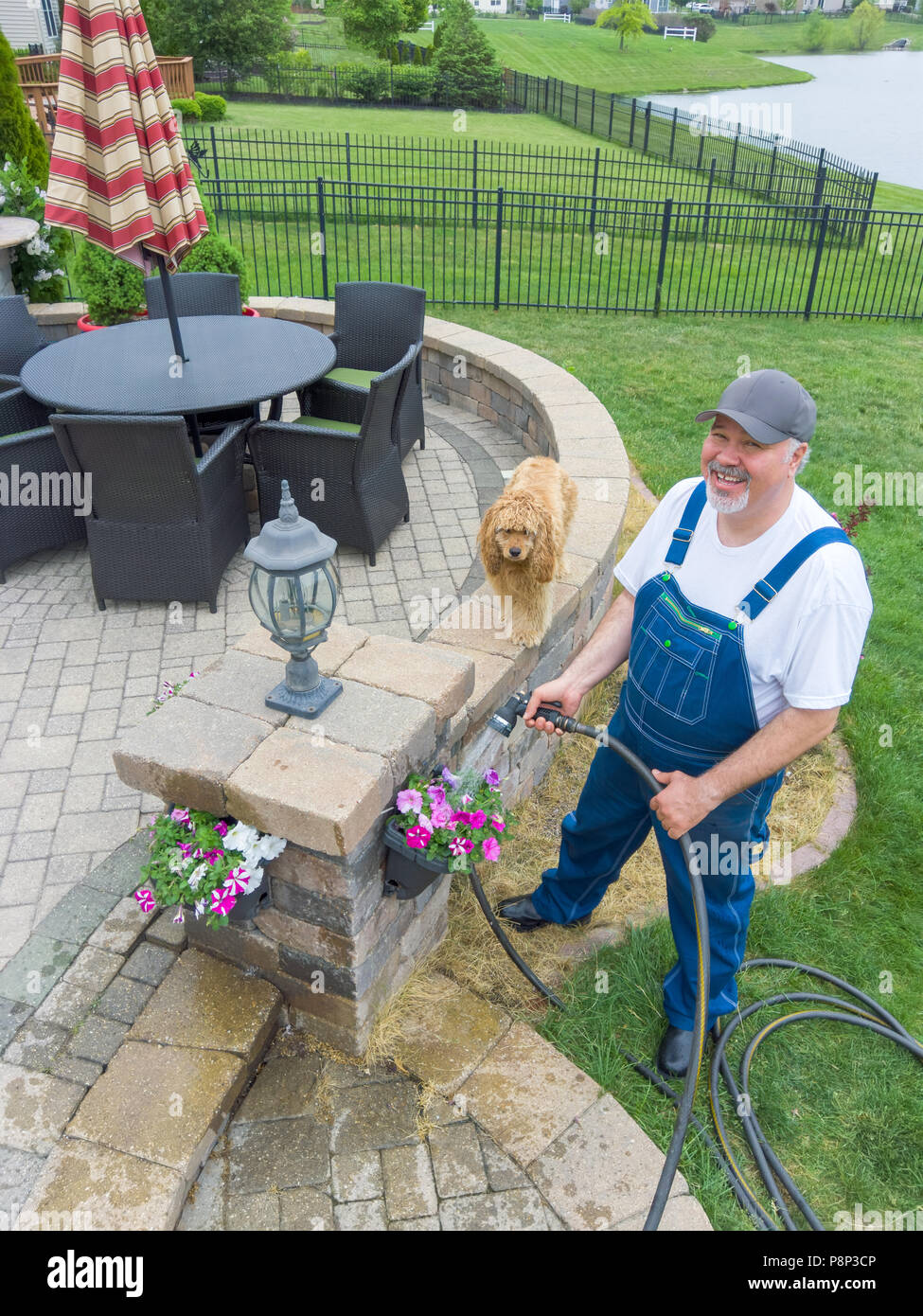 Man watering the colorful spring flowers in hanging pots on his patio with his cute little golden cocker spaniel dog standing on the wall beside him i Stock Photo