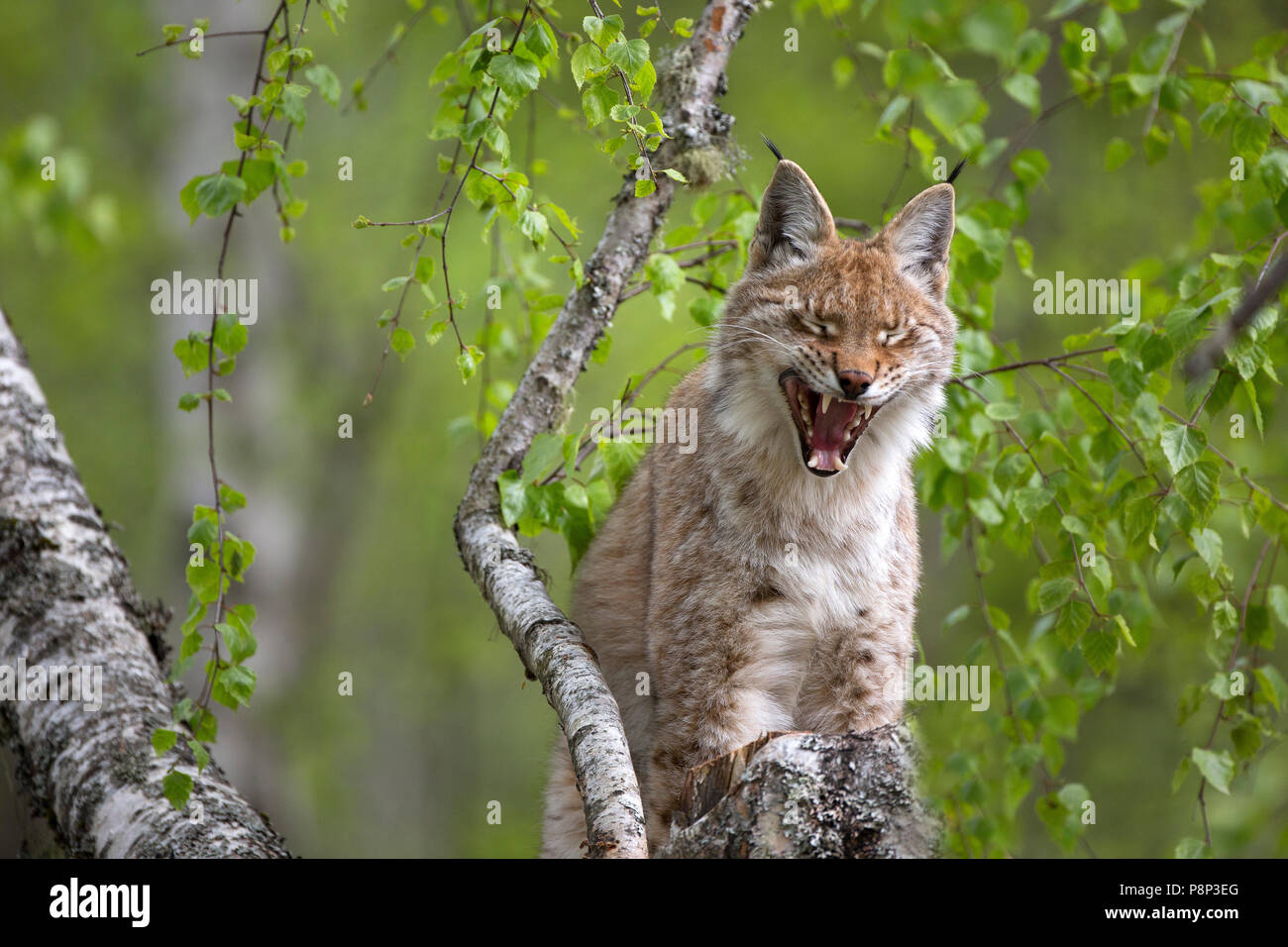 Lynx; lynx lynx Stock Photo