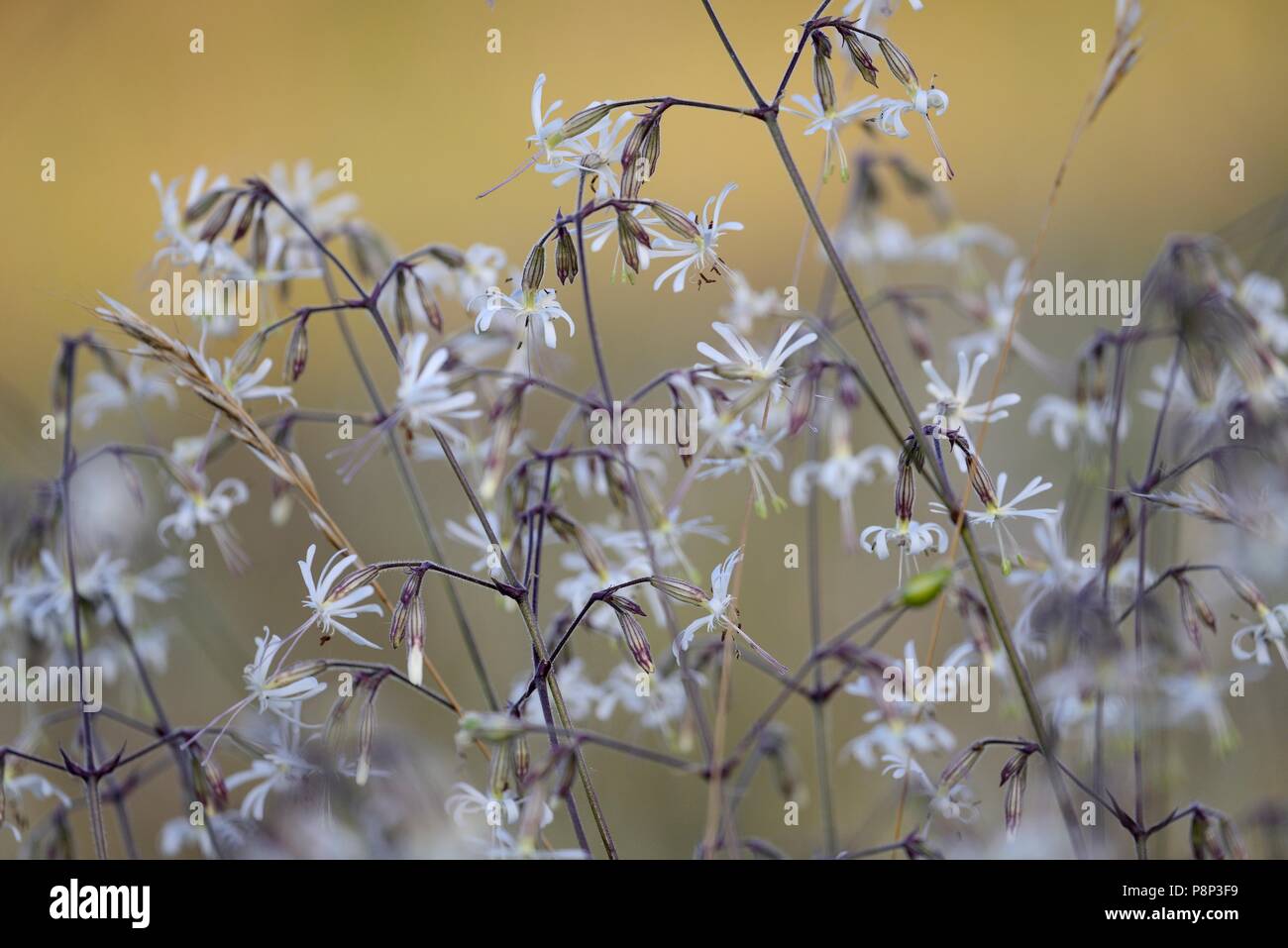 Tangle of stems and white flowers of Catchfly against a warm background lit by the sun in the North Holland Dune Reserve at Wijk aan Zee Stock Photo