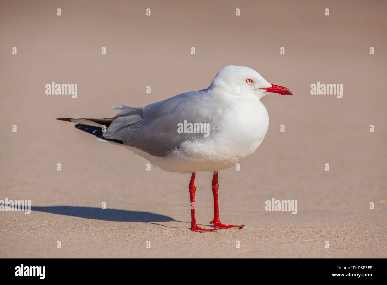 Silver Gull (Chroicocephalus novaehollandiae) standing on beach Stock Photo