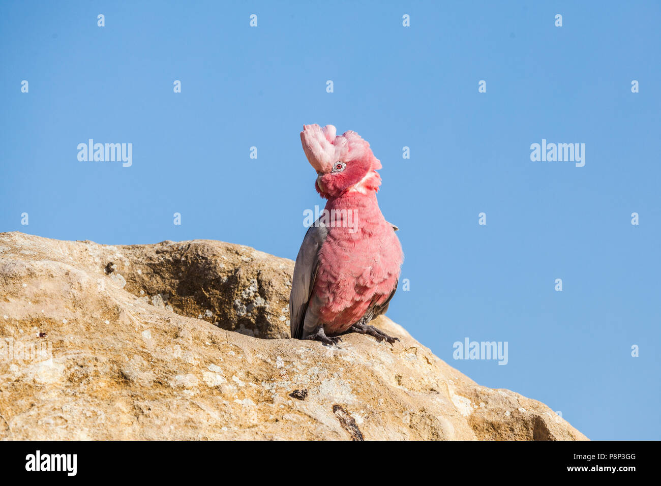 Galah (Eolophus roseicapilla) female sitting on rock in the Pinnacles desert Stock Photo