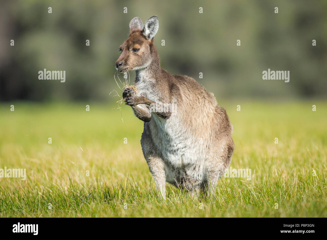 Western Grey Kangeroo (Macropus fuliginosus) eating grass Stock Photo