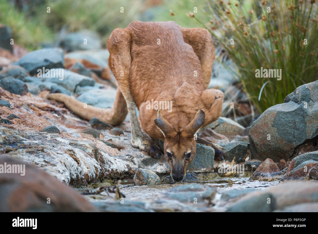 Red Kangeroo (Macropus rufus) drinking from a brooklet just after sunset Stock Photo
