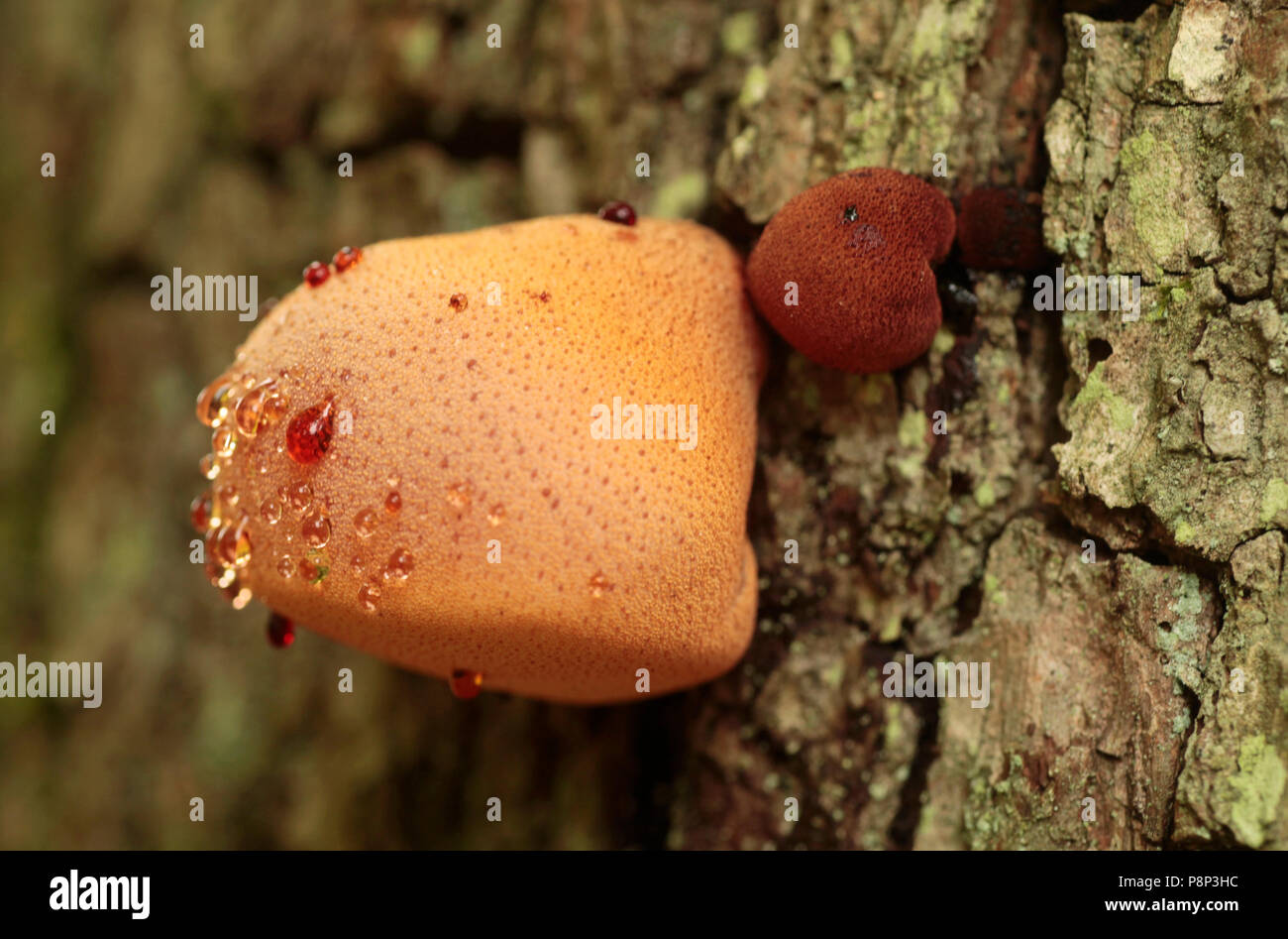 Beefsteak Fungus with red guttation drops. Stock Photo