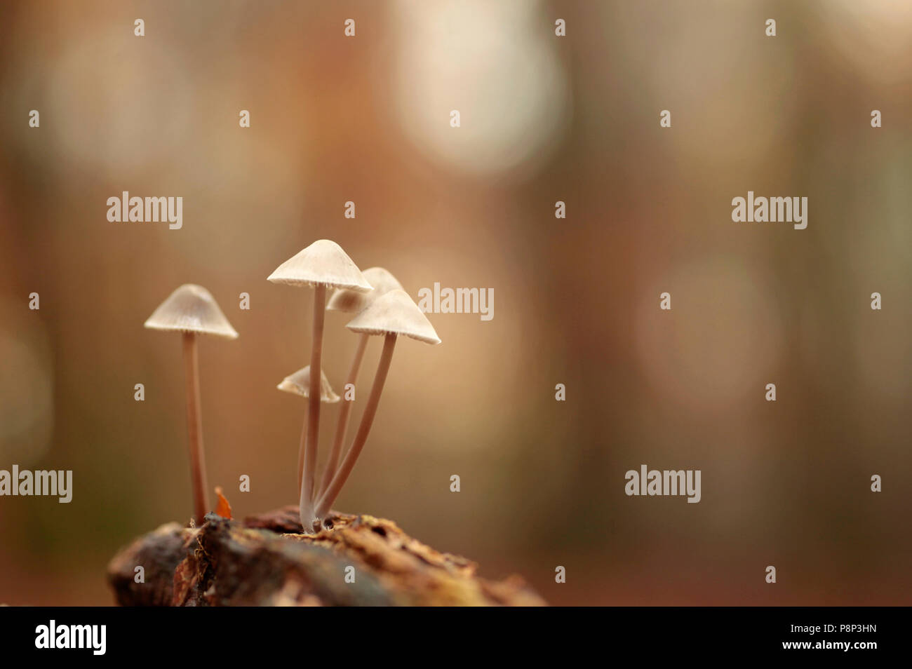 Milking bonnet; Mycena galopus on wood in a beech forest. Stock Photo