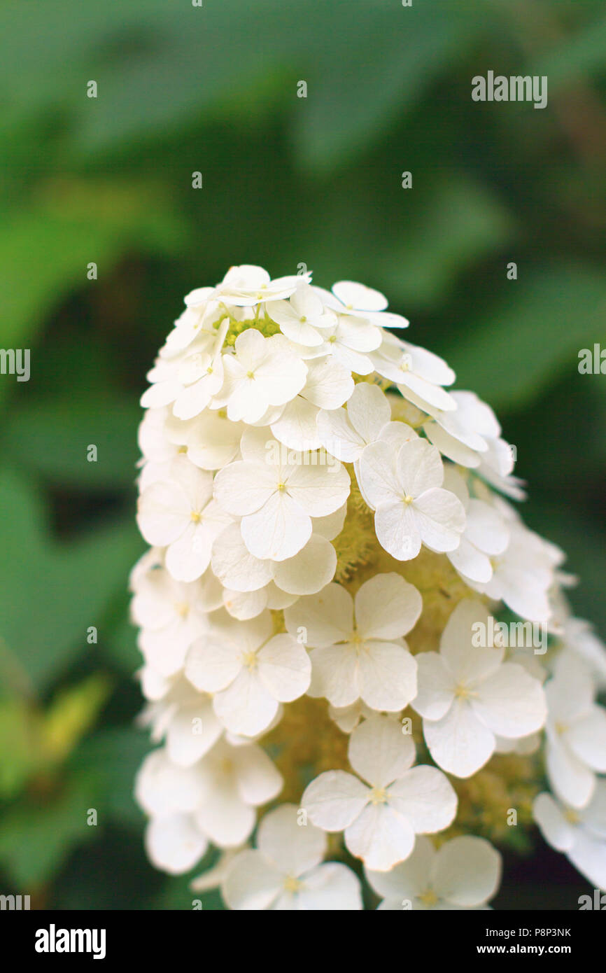 Close up shot of an oakleaf hydrangea blossom (Hydrangea quercifolia ...