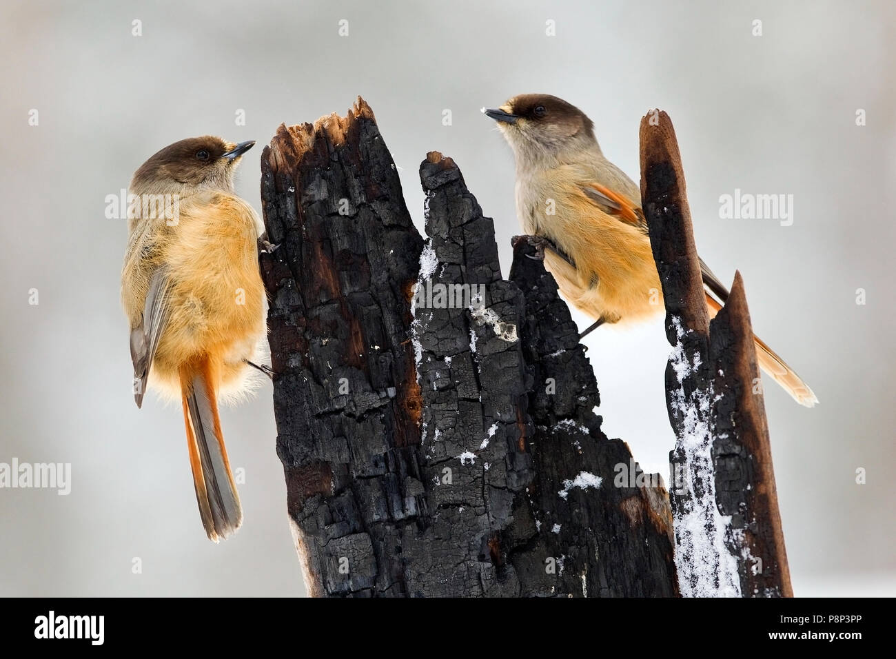 2 Siberian Jays on tree Stump Stock Photo