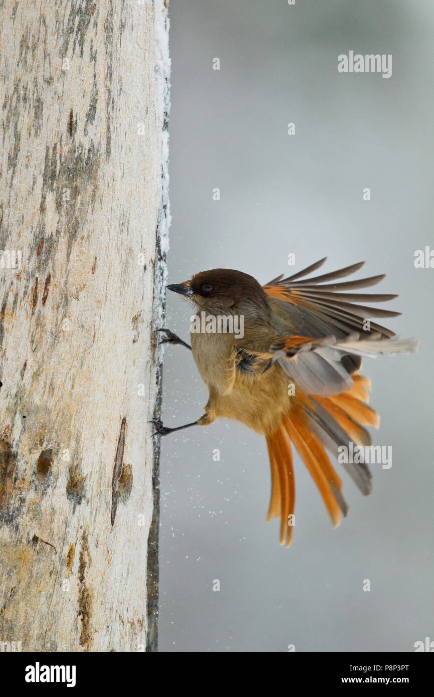Flying Siberian Jay looking for Food Stock Photo