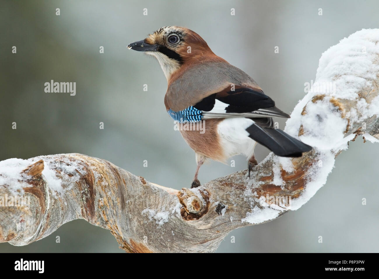 Eurasian Jay on snow-covered branch in winter landscape Stock Photo