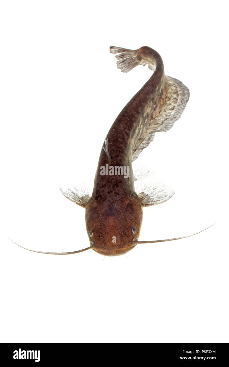 Wels catfish isolated against a white background Stock Photo